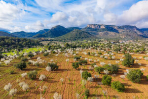 Blühende Mandelbäume auf Mallorca vor mediterraner Berglandschaft