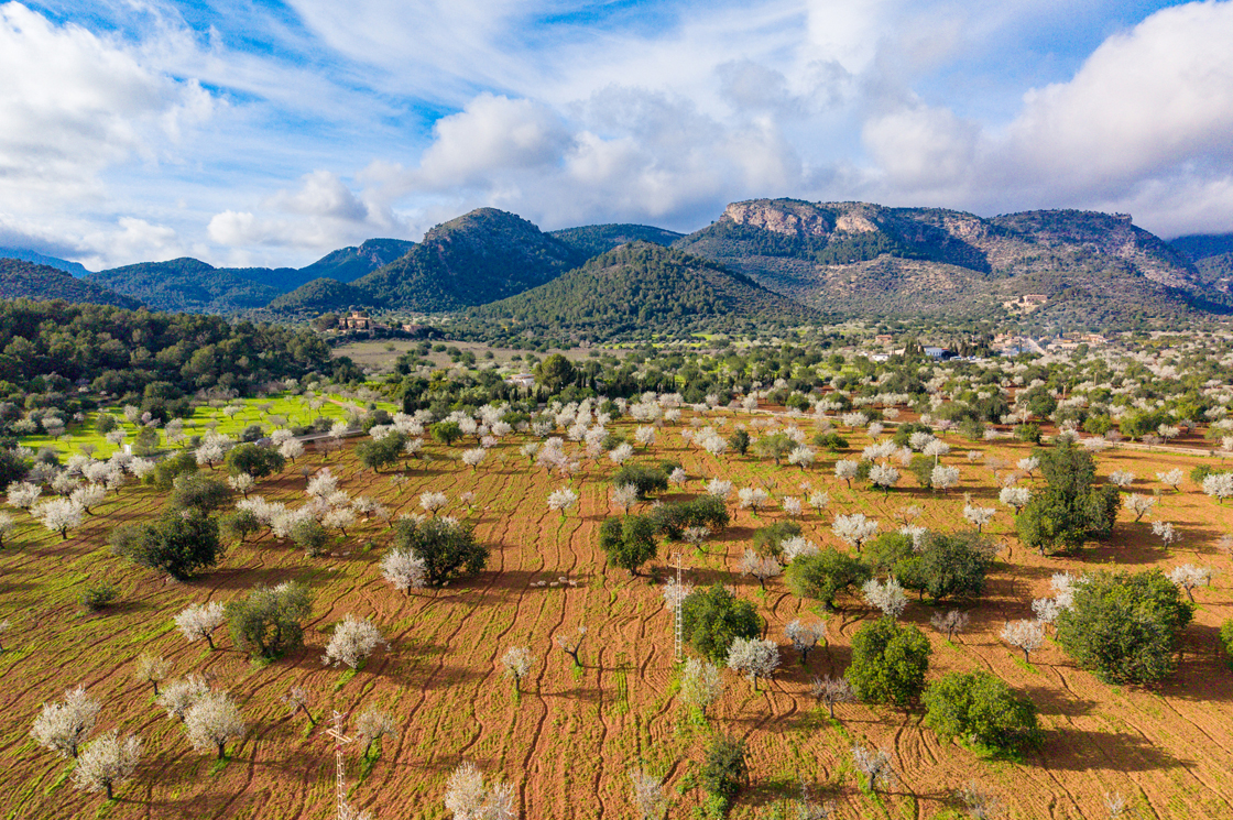 Blühende Mandelbäume auf Mallorca vor mediterraner Berglandschaft
